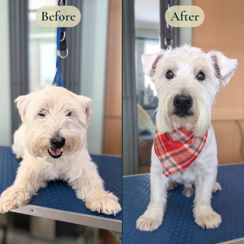 A scruffy cream terrier before grooming beside the same dog neatly clipped and wearing a red tartan bandana