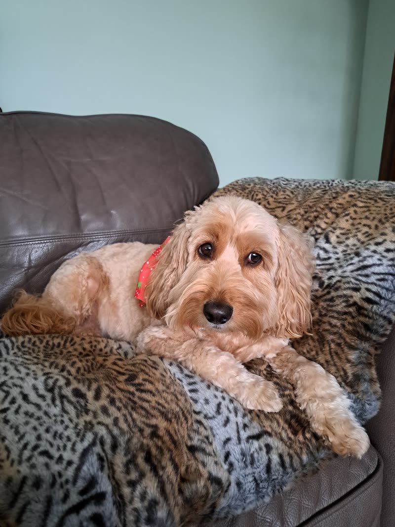 An apricot cockapoo in a red bandana resting on a leopard-print throw over a leather armchair