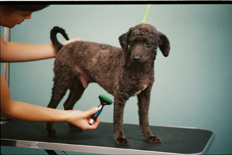 A small curly-coated dog being steadied on a grooming table
