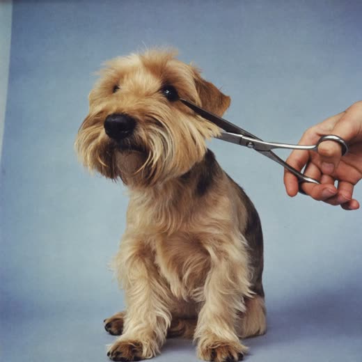 A terrier being clipped by hand