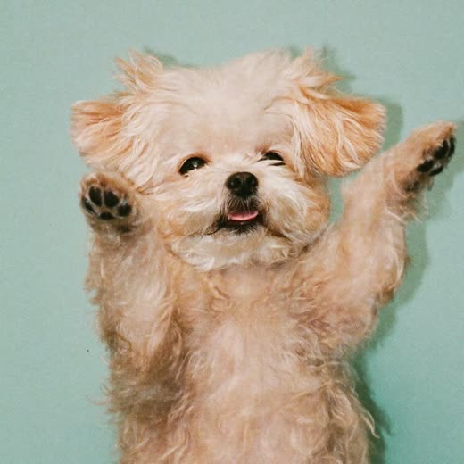 A small dog with a freshly blow-dried coat