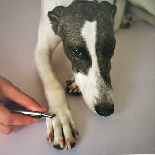 A dog's paw with freshly trimmed nails