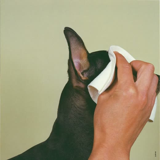 A small dog having its ears and eyes gently cleaned